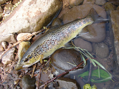 Brown Trout